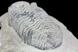 Drotops Trilobite With White Patina - Killer Specimen #146599-4